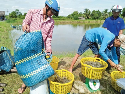 Kỳ vọng tôm xuất khẩu ‘sáng màu’