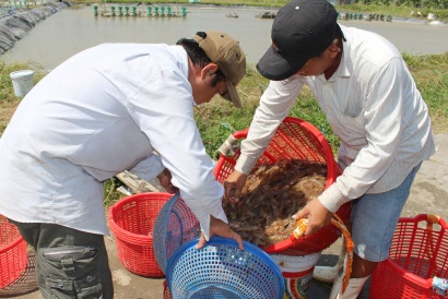 Giá tôm tăng trở lại