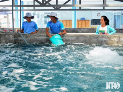 Hướng đi mới trong sản xuất tôm giống