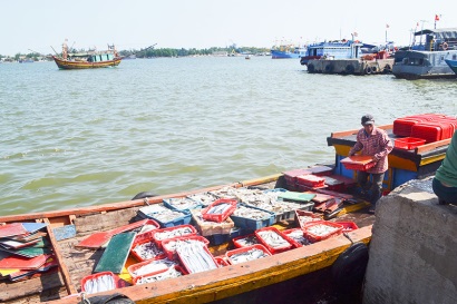 Quảng Trị: Vụ cá Nam năm 2018 sản lượng đạt hơn 14.251 tấn