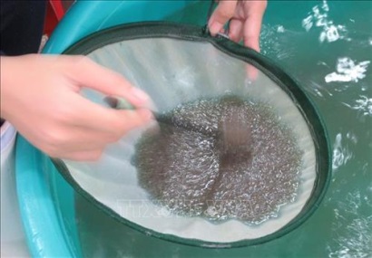 Nhiều giải pháp nâng cao chất lượng sản xuất tôm giống