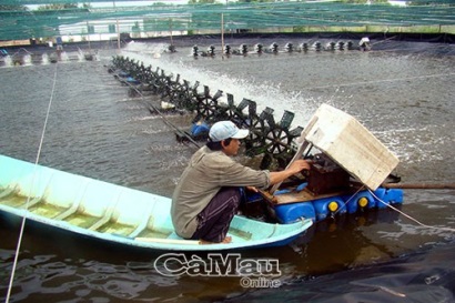 Tăng cường kiểm soát diện tích nuôi tôm siêu thâm canh
