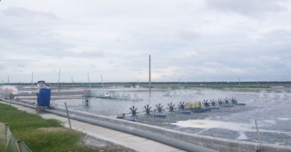 Thái Bình: Phát triển nuôi tôm công nghệ cao đảm bảo an toàn sinh học