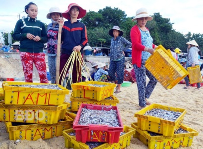 Bình Định: Ngư dân Nhơn Lý trúng đậm cá cơm và cá đỏ củ