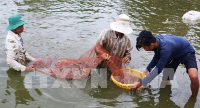 Biến Gò Công thành vùng trọng điểm xuất khẩu thủy sản
