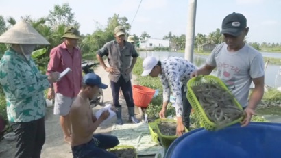 Mỹ Xuyên (Sóc Trăng): Thu hoạch được gần 13.000 ha thủy sản năm 2018