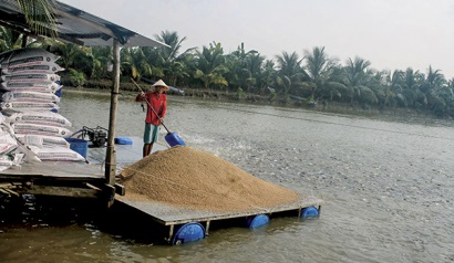 Cá tra tăng giá - mong niềm vui trọn vẹn!