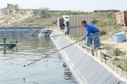 Người nuôi tôm Bình Định trúng đậm, sản lượng gần gấp đôi năm ngoái