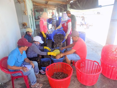 Giá tôm thẻ chân trắng tăng 20.000 đ/kg