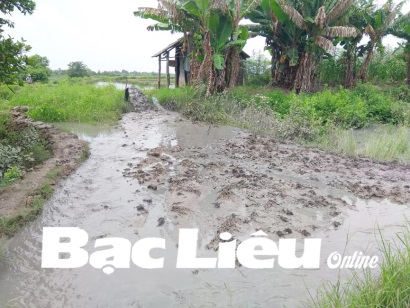 Bạc Liêu: Cải tạo ao nuôi tôm phải gắn với bảo vệ môi trường