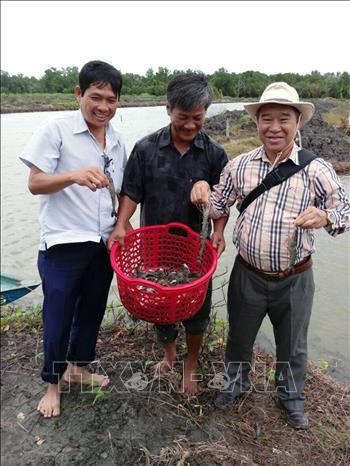Kiên Giang thử nghiệm thành công mô hình nuôi ghép cá nâu với tôm sú thương phẩm