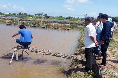 Nuôi tôm nước lợ đảm bảo an toàn thực phẩm