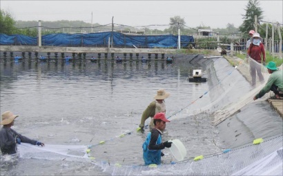 Nuôi tôm chân trắng bằng công nghệ nano