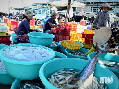 Ninh Thuận: Khai thác hải sản bước vào vụ Bấc