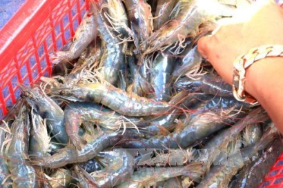 Giá tôm sú nguyên liệu xuống thấp