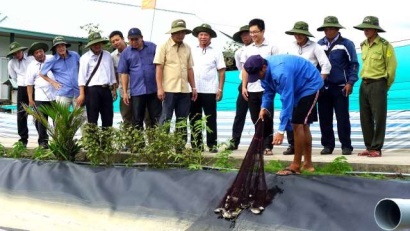 Thí điểm đối tượng mới trong nuôi tôm siêu thâm canh