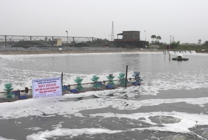 Thái Bình: Hiệu quả từ mô hình nuôi tôm thẻ chân trắng trong vùng nước nhiễm mặn