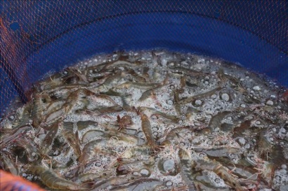 Giá tôm thẻ chân trắng cuối vụ ở Trà Vinh tăng 10.000 đồng/kg