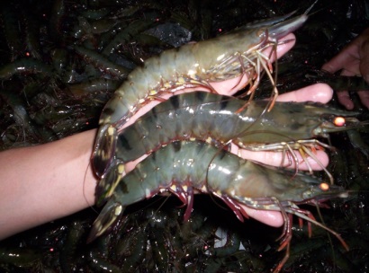 Bình Định: Giá tôm sú tăng mạnh