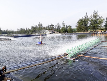 Mở hướng nuôi tôm mới