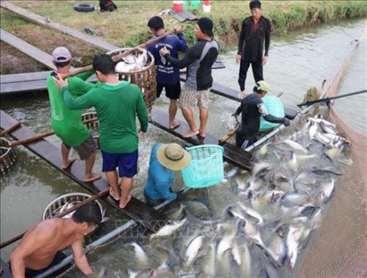 Ứng dụng công nghệ nuôi cá tra chất lượng cao ở Đồng bằng sông Cửu Long