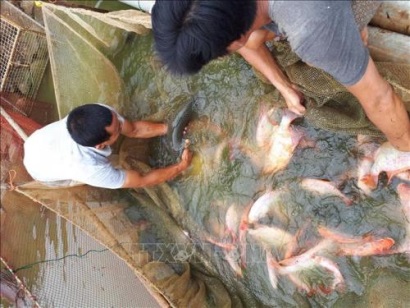 Nâng cao giá trị sản phẩm thủy sản nuôi trồng đối mặt nhiều thách thức