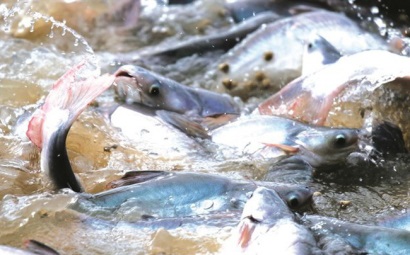 
Vĩnh Hoàn đạt 309 triệu USD giá trị xuất khẩu 10 tháng, tăng trưởng 26%