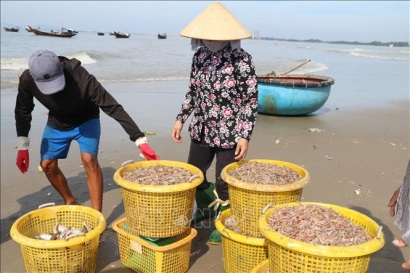 Bà Rịa-Vũng Tàu đối mặt với nhiều khó khăn trong khai thác hải sản