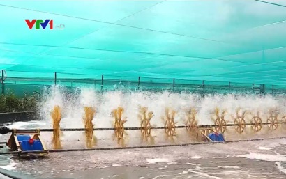 Sáng tạo từ mô hình nuôi tôm ao nổi