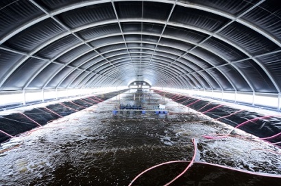 Nông dân làm giàu từ mô hình nuôi tôm Combine