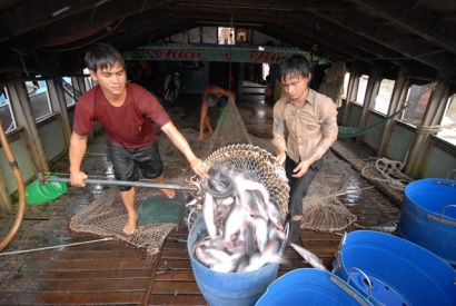 An Giang: Phát triển ngành cá tra theo hướng bền vững và bảo vệ môi trường