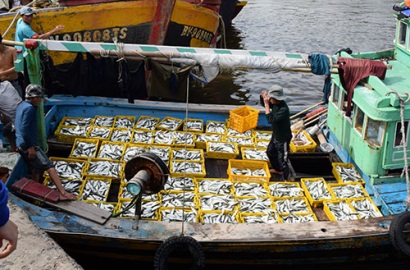 Bình Thuận: Sản lượng khai thác hải sản năm 2018 ước đạt 218.002 tấn