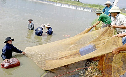 Nuôi tôm theo phương pháp sinh học, công nghệ cao: Giảm chi phí, tăng hiệu quả