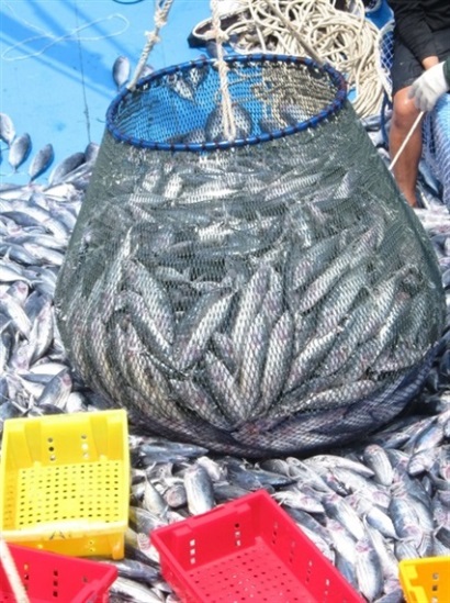 Nỗ lực bảo vệ nguồn lợi thủy sản