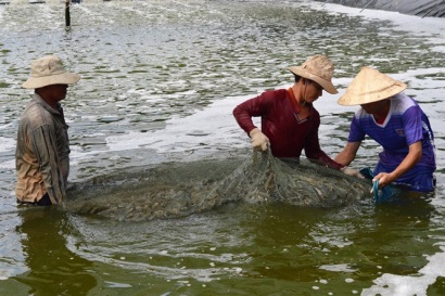 Tôm nước lợ bứt phá ngoạn mục, 