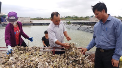 Kim Trung (Kim Sơn, Ninh Bình): Xây dựng thương hiệu hàu giống