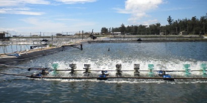 Hội thảo nuôi tôm công nghệ Semi-Biofloc