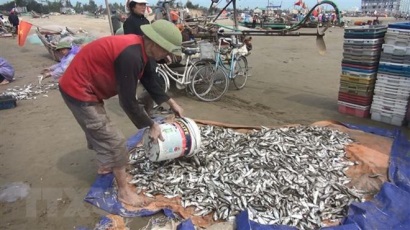 Ngư dân Hà Tĩnh trúng đậm cá trích, thu hàng triệu đồng mỗi chuyến