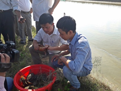Nuôi kết hợp tôm thẻ chân trắng - cá đối mục và cua: Hướng đi mới cho các vùng nuôi tôm thường xuyên bị dịch bệnh