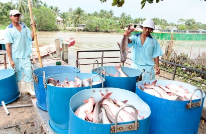 Nhiều doanh nghiệp thủy sản lãi lớn