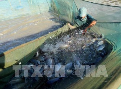 Khả năng mở rộng mô hình nuôi cá rô phi đơn tính VietGAP