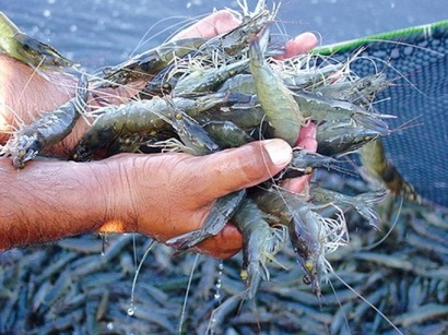 Nâng giá trị tôm Việt