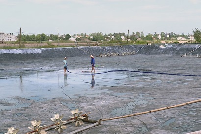 Sóc Trăng: Thời tiết hiện nay không thích hợp để tiếp tục thả giống nuôi tôm nước lợ