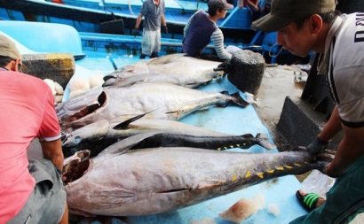 Luân phiên chuyển cá vào bờ - Cách giảm chi phí hiệu quả