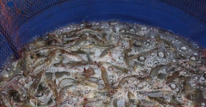 Tôm thẻ chân trắng tăng giá 20 - 30%