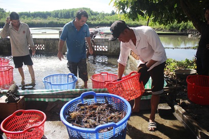 Phấn khởi với vụ tôm cuối năm