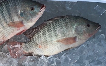 Sản lượng cá tra, cá rô phi toàn cầu tiếp tục tăng đến năm 2020
