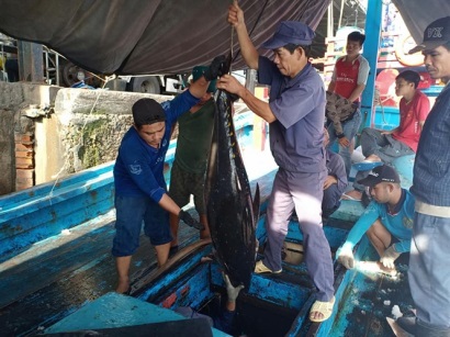 Nhiều tàu tham gia chuỗi cá ngừ