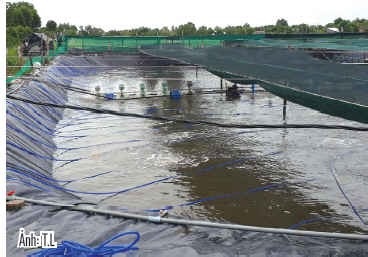 Hiệu quả nuôi tôm lót bạt
