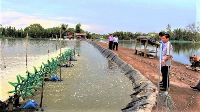 Long An: Sở Nông nghiệp và Phát triển nông thôn khuyến cáo khung mùa vụ nuôi tôm năm 2019